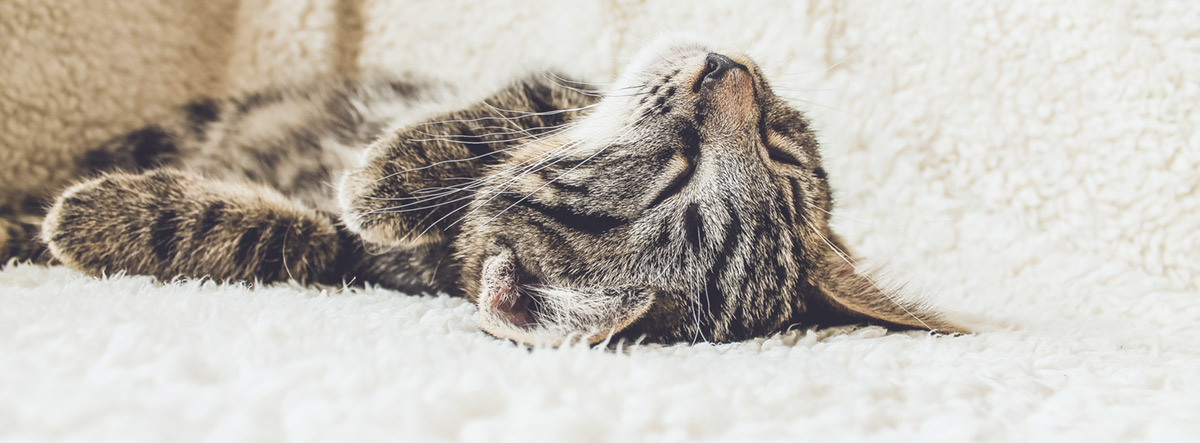 a sleepy cat on a bed 