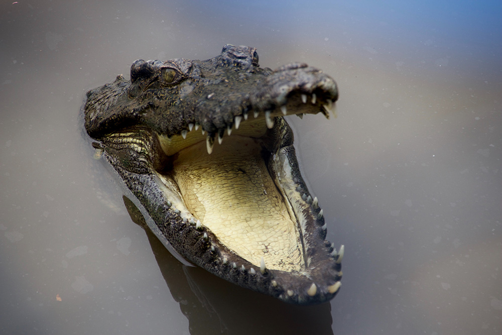 a crocodile with it's mouth open