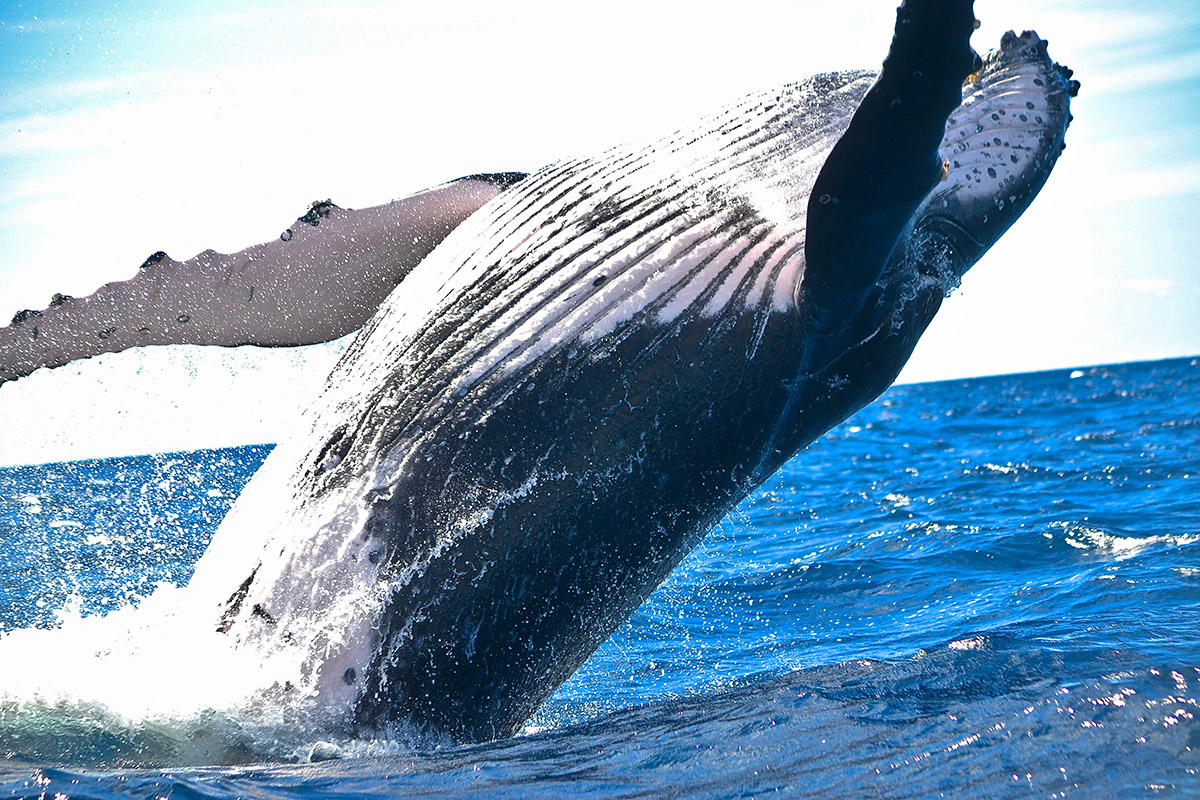 a whale making a splash